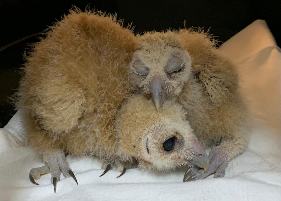 Mottled Owl Nestlings