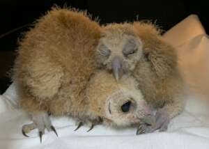 Mottled Owl Nestlings