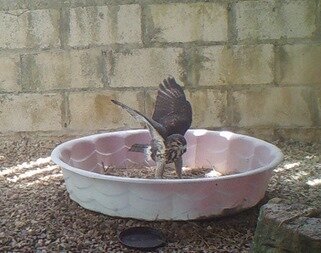 The Raptor Sanctuary at Belize Bird Rescue