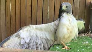 The Raptor Sanctuary at Belize Bird Rescue