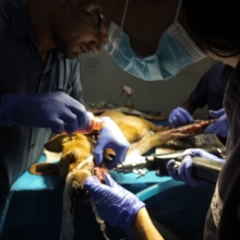 Jaw Surgery