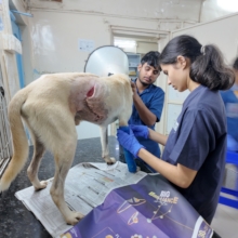 Wound Dressing