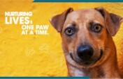 Rescue & Rehabilitation of Sick & Injured Animals