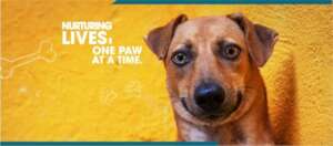 Rescue & Rehabilitation of Sick & Injured Animals