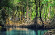 Plant Mangroves and Forests and Heal the Planet