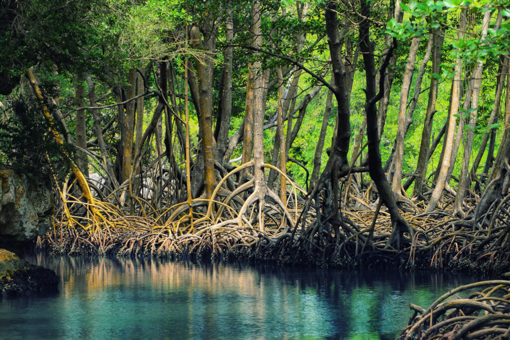 Plant Mangroves and Forests and Heal the Planet