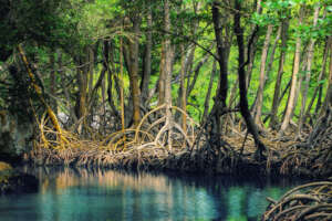 Plant Mangroves and Forests and Heal the Planet