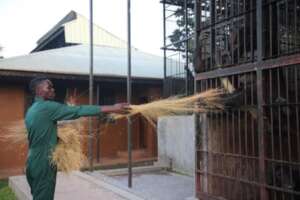 Volunteer Ambrose serving hay grass for nesting