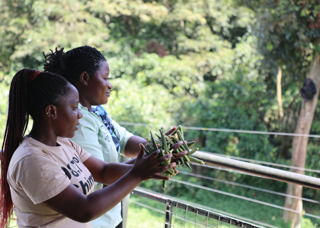 Adopt a chimpanzee and become a friend of Ngamba