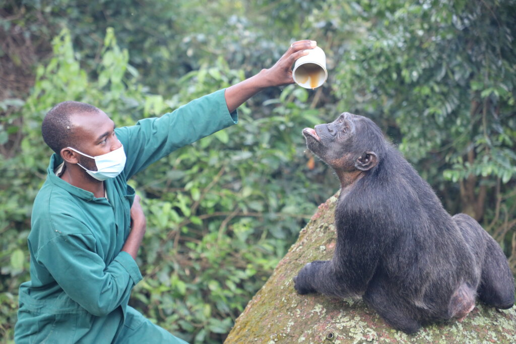 Adopt a chimpanzee and become a friend of Ngamba