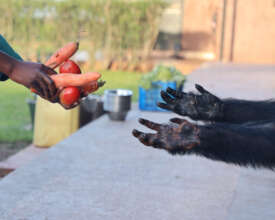 Chimp food