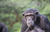 Adopt a chimpanzee and become a friend of Ngamba