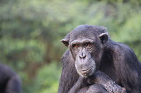 Adopt a chimpanzee and become a friend of Ngamba
