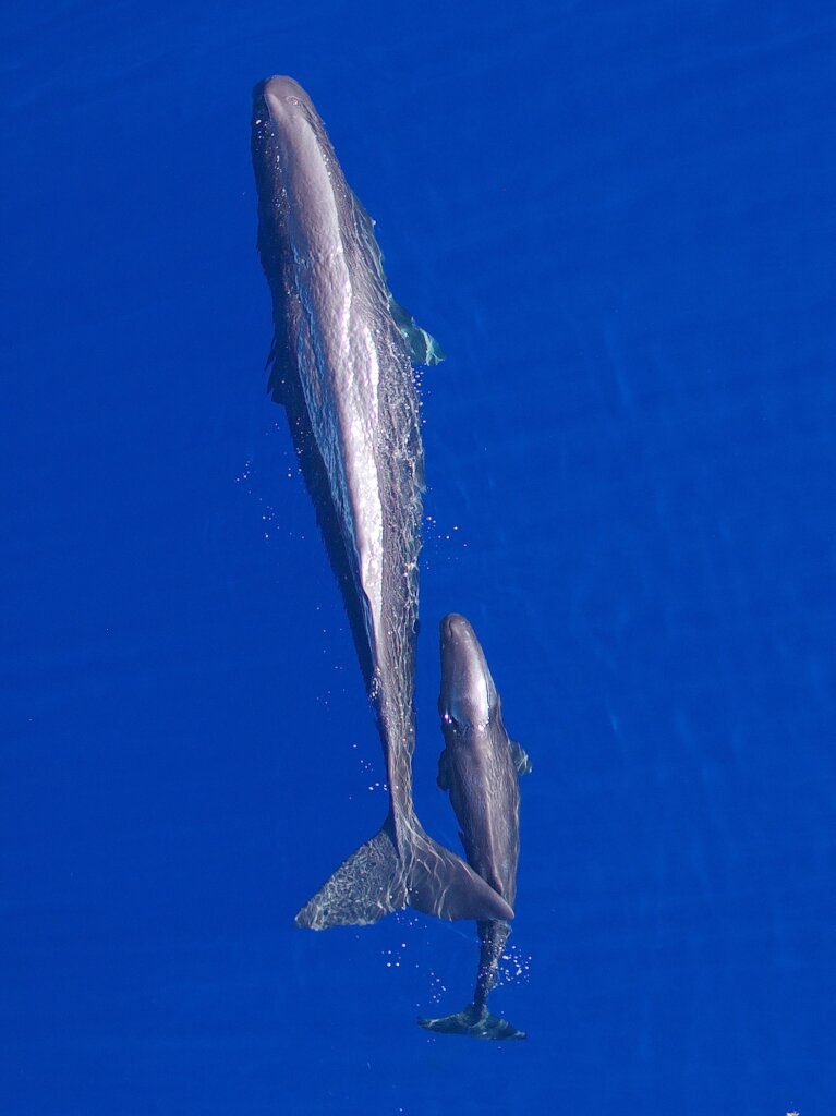 Empower Children to Save Bahamian Whales