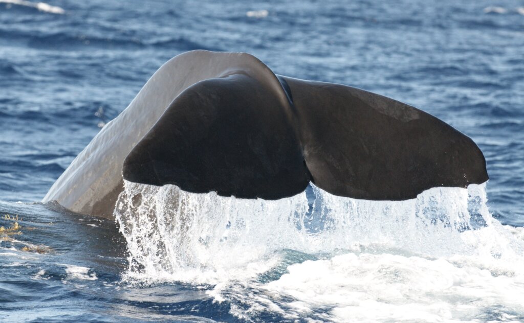 Empower Children to Save Bahamian Whales