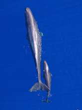 Sperm whale mother-calf pair