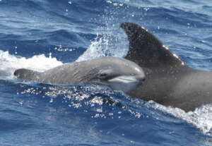 Melon headed whale mother-calf pair