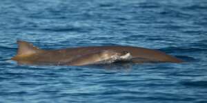 Beaked whale mother-calf pair
