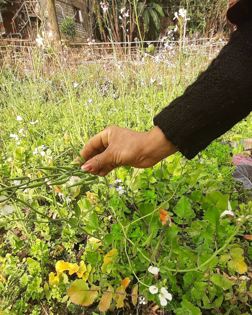 Regenerative agriculture,100 people in India