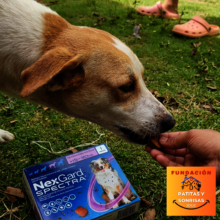 Lukas' Complete Antiparasitic Care