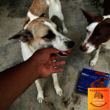 Luna & Colombina's Complete Deworming