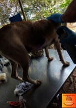 Draining an Abscess on a Rescue Dog