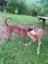 other rescues