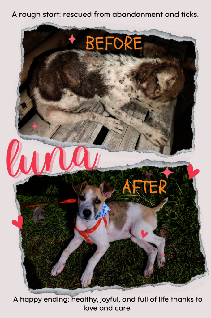 Saving Pawprints:Helping Vulnerable Pets in Tolima