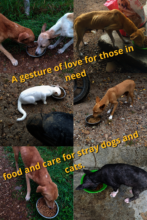 Feeding Hope: A Day for the Street Fur Babies