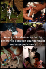 Saving Pawprints:Helping Vulnerable Pets in Tolima
