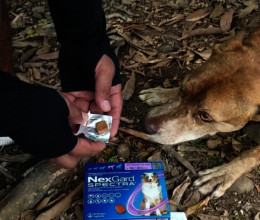 Your support in action: treating Zeus in Tolima