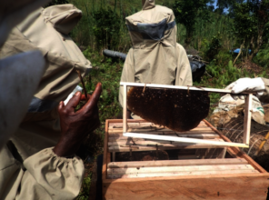 Former child soldiers engaged in beekeeping