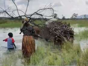 Transporting firewood with ox-cart in floods