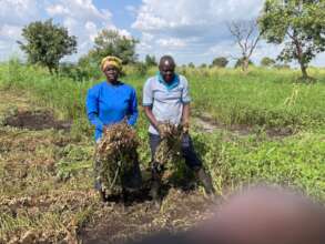 Groundnuts destroyed in-field by floods