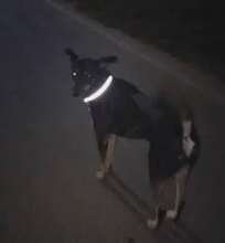 Reflective colors for dogs to prevent accidents