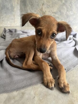 Protect Sri Lanka's Street Dogs: Rescue & Rehome