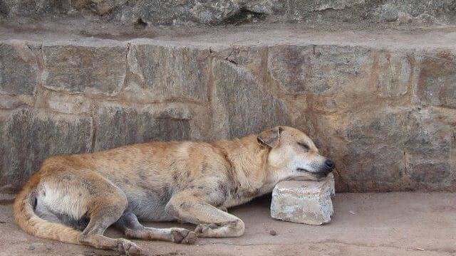 Protect Sri Lanka's Street Dogs: Rescue & Rehome