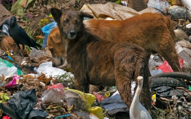 Protect Sri Lanka's Street Dogs: Rescue & Rehome