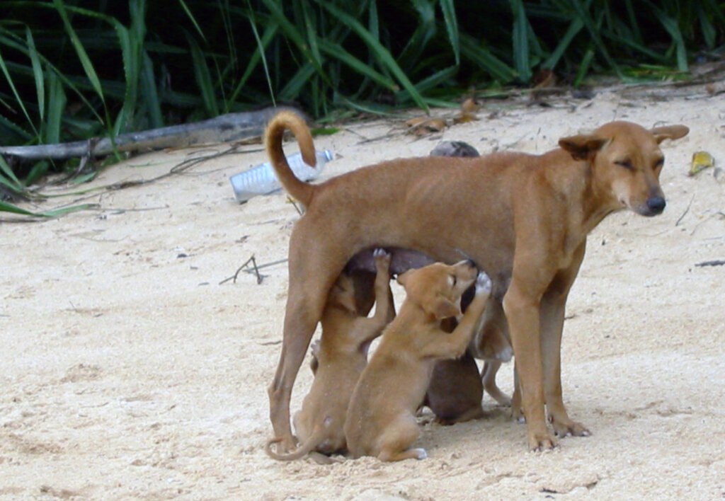 Protect Sri Lanka's Street Dogs: Rescue & Rehome