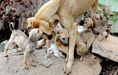 Protect Sri Lanka's Street Dogs: Rescue & Rehome