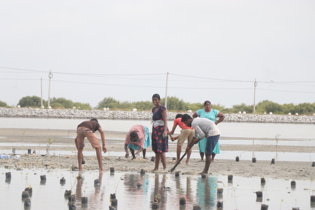 Restore Trees & Mangroves for a Greener Sri Lanka