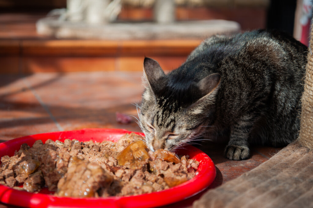 Help us feed animals of Ukraine!