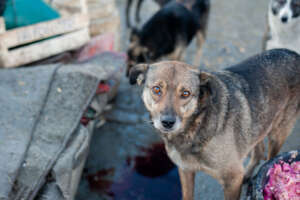 Help us feed animals of Ukraine!