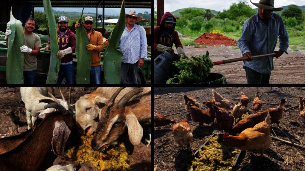 Greening the Desert: Agroforestry to Regenerate