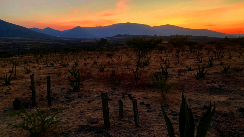 Greening the Desert: Agroforestry to Regenerate