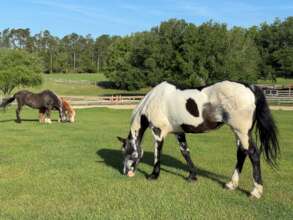 Oreo with Cinderella and Andy