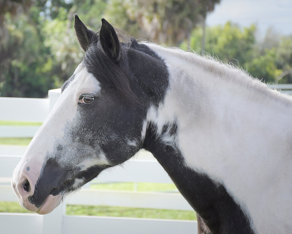 A Peaceful Pasture: Help Fund a New Beginning