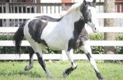 A Peaceful Pasture: Help Fund a New Beginning