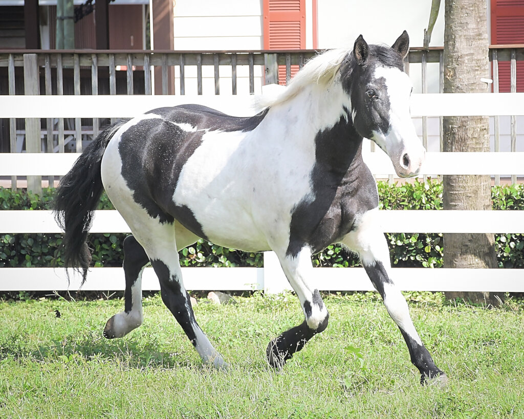 A Peaceful Pasture: Help Fund a New Beginning