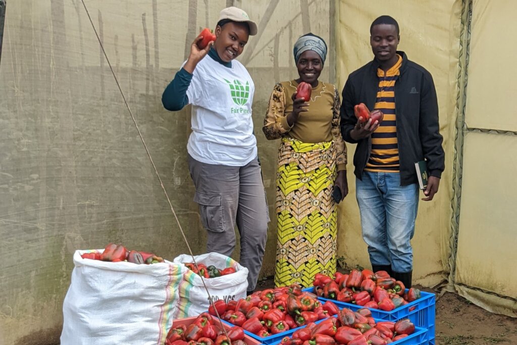 The team with the produce after harvesting peppers